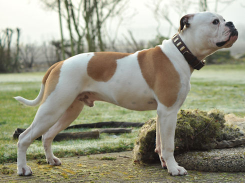 Hundehalsband mit Messingschildern für Amerikanische Bulldogge - zum Schließen ins Bild klicken