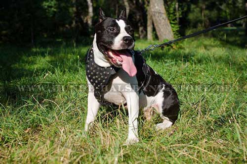 Padded Harness Exclusive with Pyramids for Amstaff