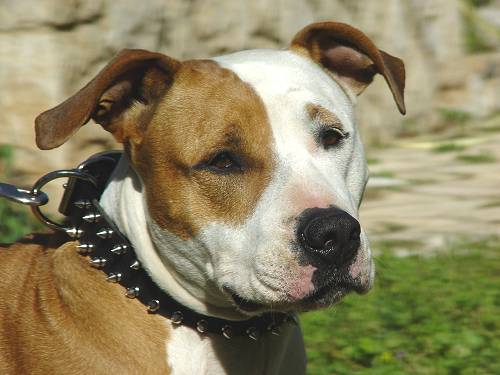 leather spiked dog collar 