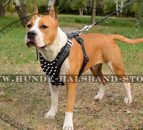 Designer Hundegeschirr Leder für Amstaff