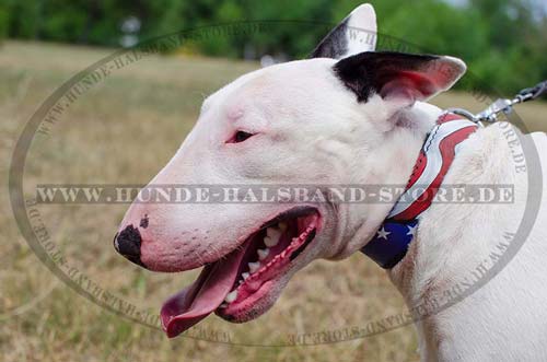 Lederhalsband mit Bemalung für Bullterrier exklusiv