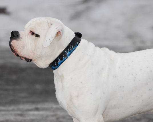 Bemaltes Hundehalsband fur American Bulldog