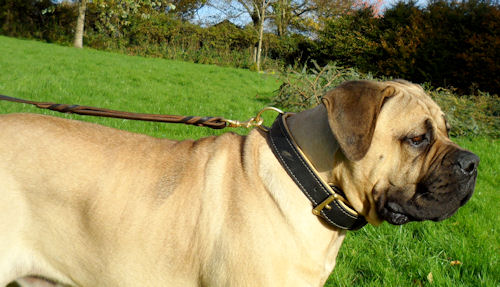 Exklusives Hundehalsband für Boerboel mit Rindnappa-Leder - zum Schließen ins Bild klicken