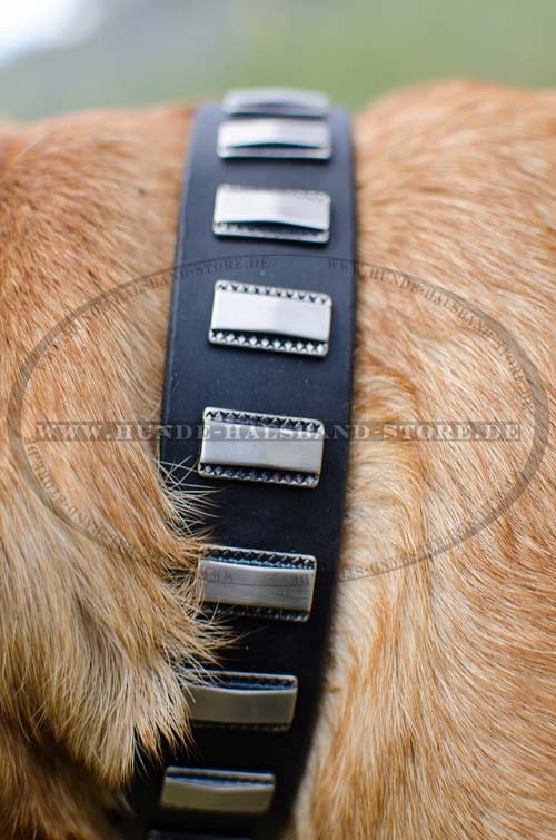 Hunde Halsband Leder Exklusiv mit Platten für Bordeauxdogge 