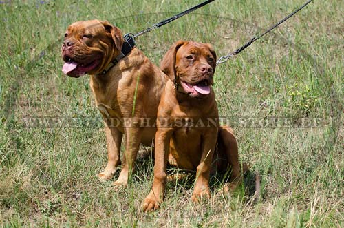 Hundehalsband Leder für Bordeauxdogge mit Platten & Spikes 