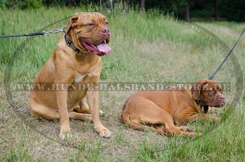 Halsband Nieten für Bordeauxdogge 