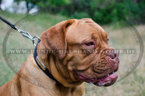 Leather Collar for Dogue de Bordeaux with ID-Tag 