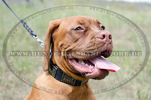 Collar for Dogue de Bordeaux