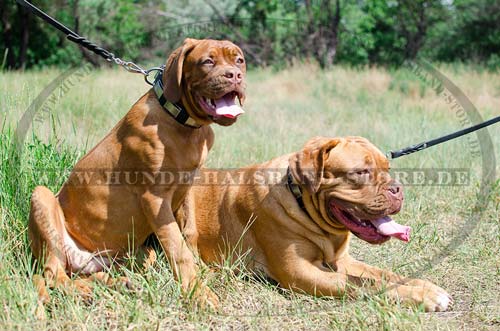 Hundehalsband mit Platten Breit für Bordeauxdogge