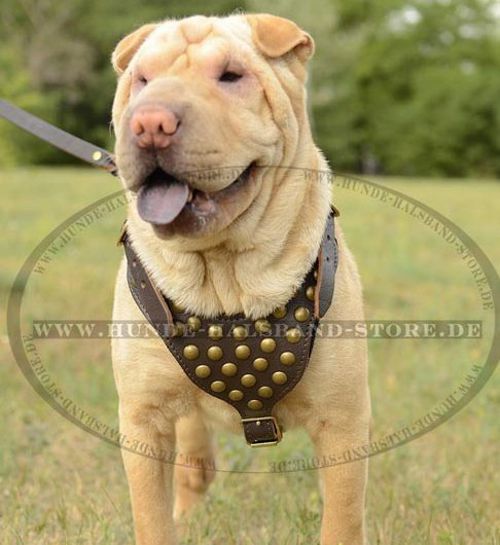 Nietengeschirr aus natürlichem Leder für Shar Pei - zum Schließen ins Bild klicken