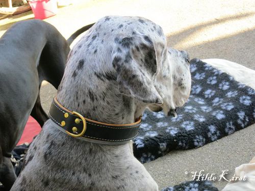 Breites Hundehalsband Leder mit Rindnappa-Leder