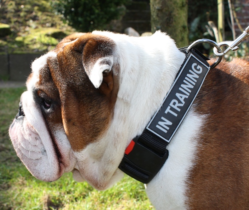 Bestseller-K9 Halsband für Englische Bulldogge - zum Schließen ins Bild klicken