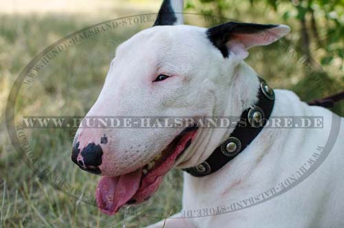 Studded Dog Collar for Bull Terrier, Leather with Conchas 