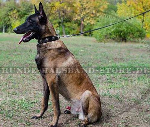 Hundehalsband aus Nylon mit silbernen Konchen für Malinois☀