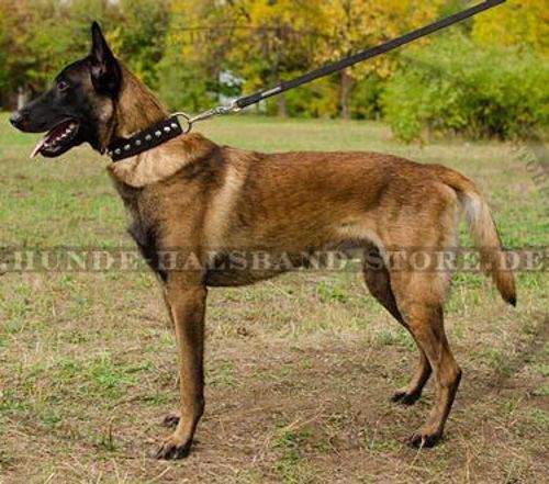 Exklusives Hundehalsband aus Nylon mit Pyramiden für Malinois