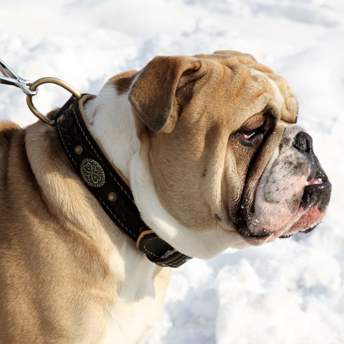 Bestseller-Geflochtenes Hundehalsband Leder für Englische Bulldogge - zum Schließen ins Bild klicken