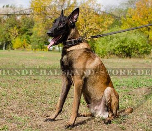 Gepolstertes Lederhalsband mit Flechtbändern für Malinois⑩ - zum Schließen ins Bild klicken