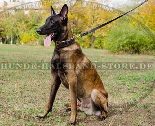 Breites Lederhalsband mit Polsterung für Malinois