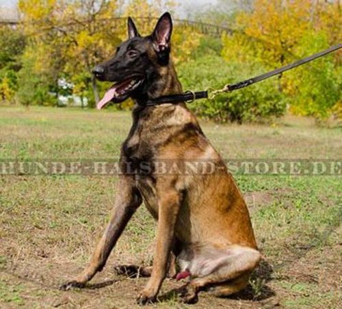 Erziehungshalsband aus Leder für Malinois✔✔✔ - zum Schließen ins Bild klicken