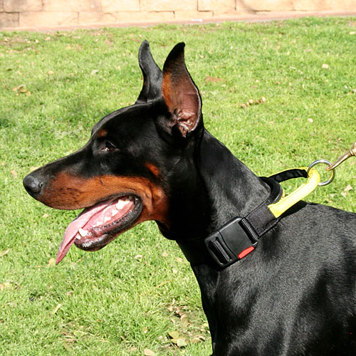 Nylon Dobermann Hundehalsband mit Verschluss und dem Griff - zum Schließen ins Bild klicken