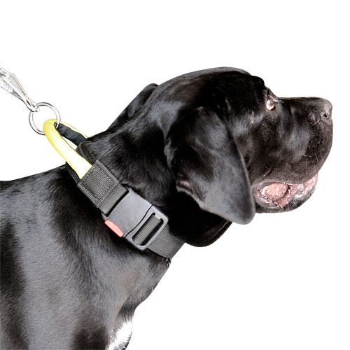 Cane Corso Collar