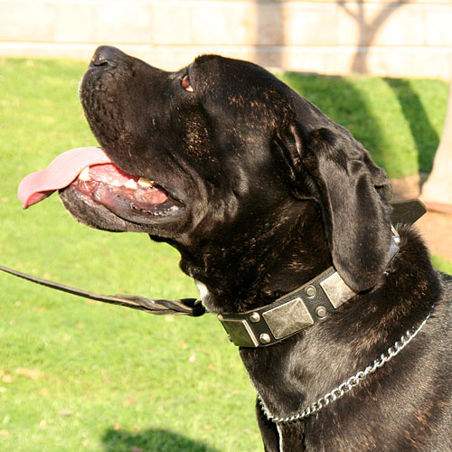 Bestseller Cane Corso Halsband mit herrlichen Schildern und Pyramiden - zum Schließen ins Bild klicken