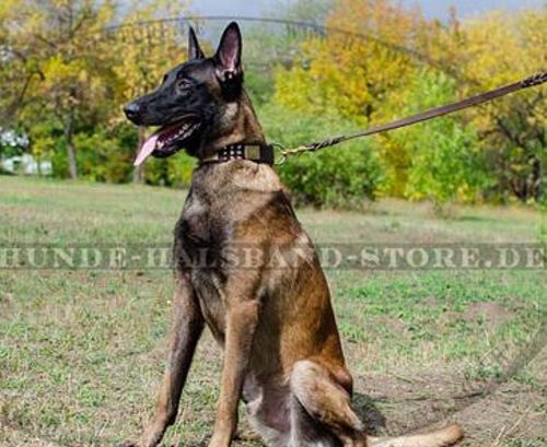 Nietenhalsband mit Pyramiden und Spikes für Malinois■◭