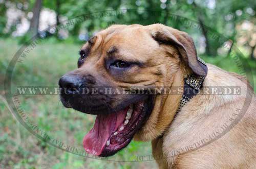 Studded Collar for Cane Corso 