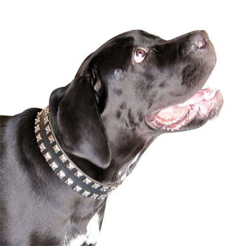 Cane Corso Leather Collar