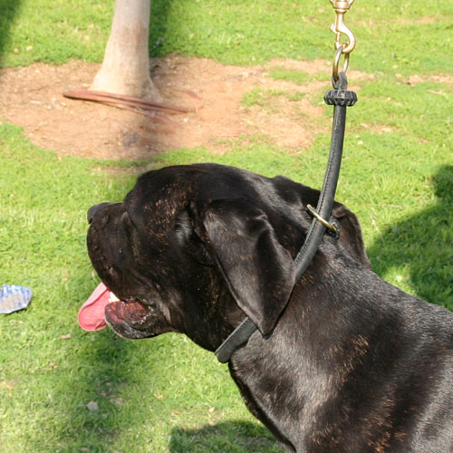 Cane Corso Zughalsband Leder, Exklusives rundes Leder - zum Schließen ins Bild klicken