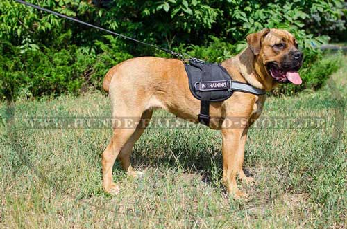 Reflective  Training Harness for Cane Corso Mastiff 