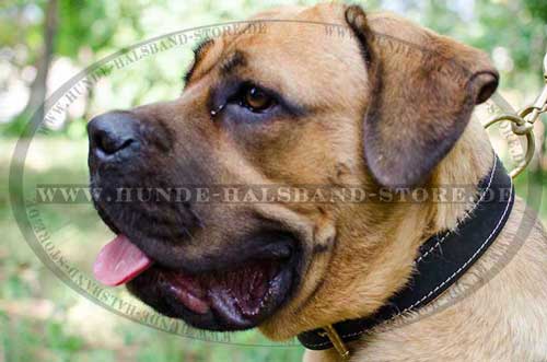 Nappa Padded Leather Dog Collar for Cane Corso Mastiff
