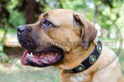 Studded Collar for Cane Corso 