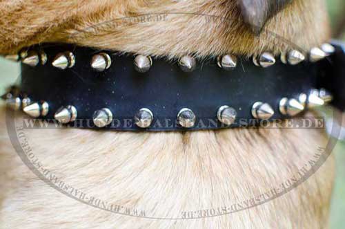 Cane corso Designer Dog Collar 