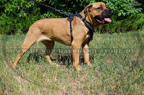 Dog Leather Harness Exclusive with Pyramids for Cane Corso