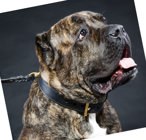 Bestseller Hundehalsband Leder für Cane Corso - zum Schließen ins Bild klicken