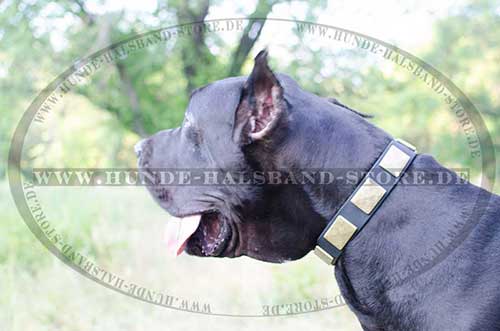 Leather Collar for Great Dane with Large Decorative Plates 