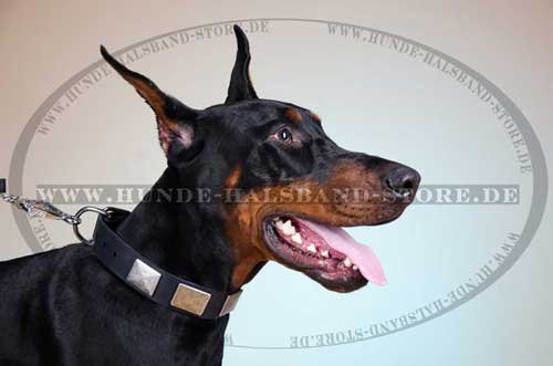 Hunde Halsband Leder für Dobermann mit rechteckigen Platten ⑤ - zum Schließen ins Bild klicken