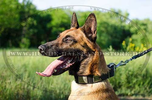 Leather Collar for Malinois with Decorative Plates 