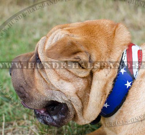 Hundehalsband Leder mit Bemalung für Shar-Pei - zum Schließen ins Bild klicken