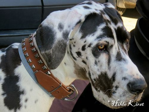 Breites Hundehalsband Leder mit quadratischen Nieten