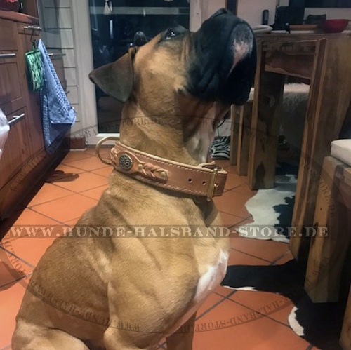 Halsband Leder Exklusiv für Boxer Gepolstert & Geflochten - Bestseller - zum Schließen ins Bild klicken