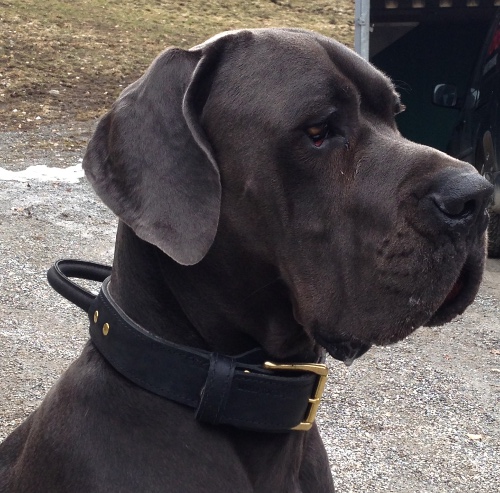 Great Dane Collar with Handle