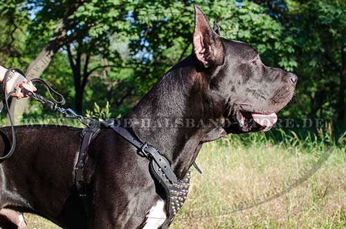 Dog Harness with Pyramids for Great Dane 
