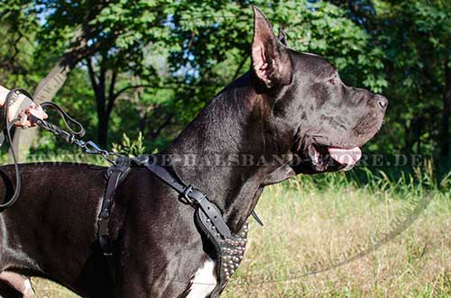 Hundegeschirr mit Pyramiden für Deutsche Dogge 