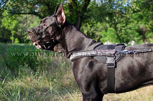 Great Dane Dog Harness Nylon 