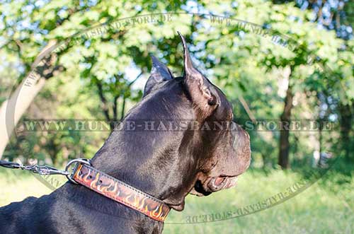 Wide Leather Collar for Great Dane 