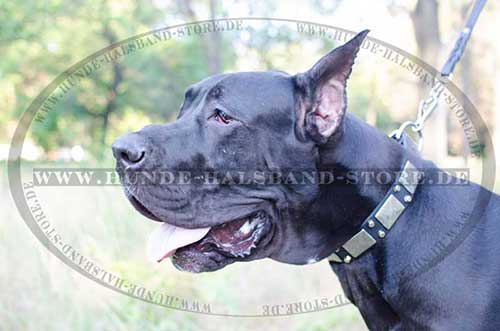 Studded Collar for Great Dane 