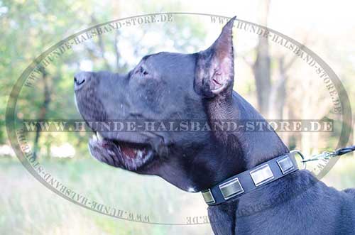 Dog Collar for Great Dane Made of Leather with Plates