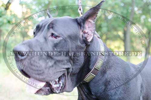 Studded Collar for Great Dane 